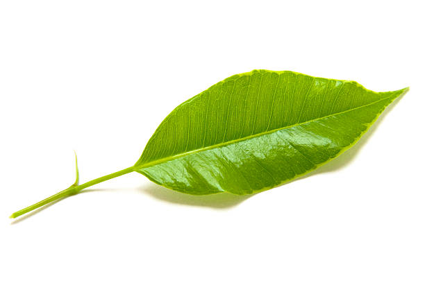 Green Leaf stock photo