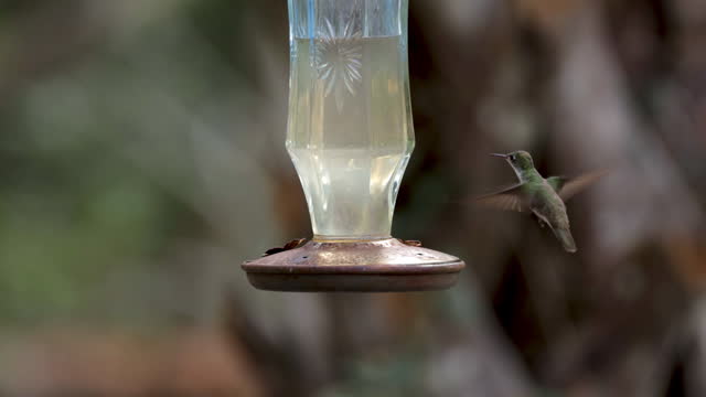 Hummingbird feeder: Yucatan, Mexico
