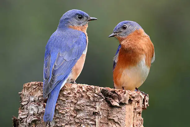 Pair of Eastern Bluebird (Sialia sialis) on a log with nesting materialMy Other Popular Bluebird Photos: