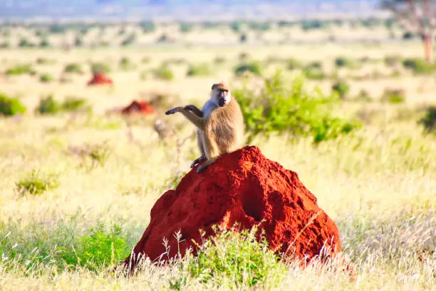 Olive Baboon watches out for danger from the top of a bright red Termite mound at Tsavo East National Park, Kenya, Africa