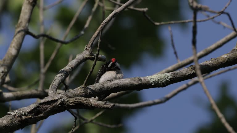 Hairy Woodpecker, Washington DC