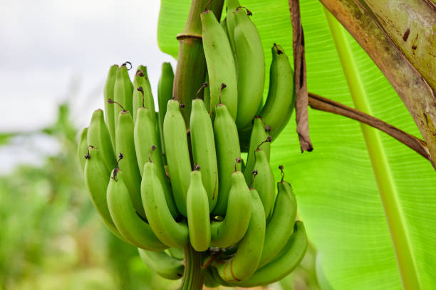 istock Bunch of fresh bananas on tree 1768078886