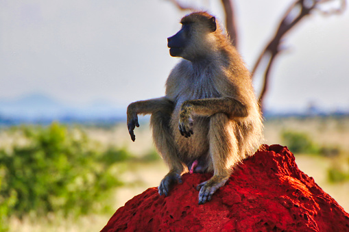 Olive Baboon watches out for danger from the top of a bright red Termite mound at Tsavo East National Park, Kenya, Africa