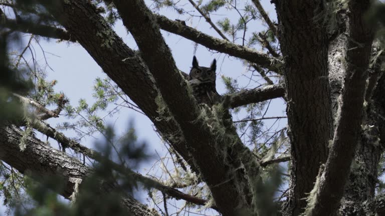 Great Horned Owl, Point Reyes, California