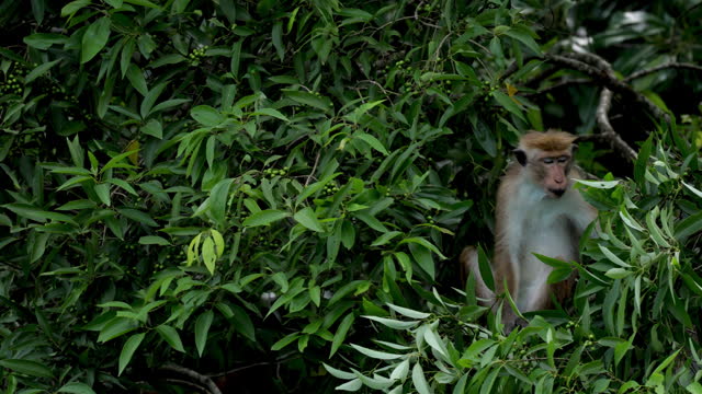 Wild Toque macaques (toque monkey): Sri lanka