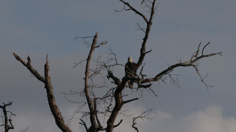 Hunting Bald Eagle, Virginia