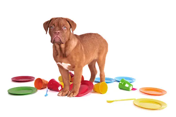 Dog caught in a kitchen among colorful plates