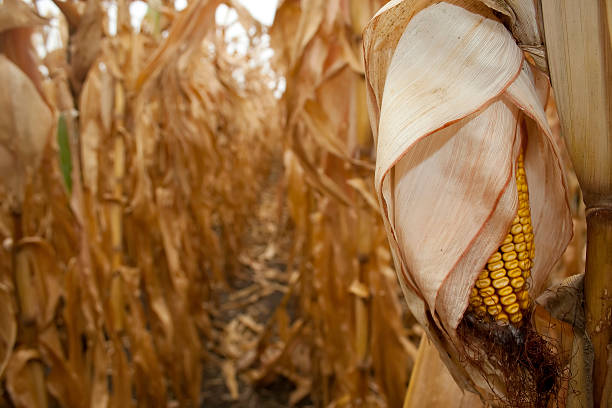Closeup of dry corn cob ready for harvest stock photo