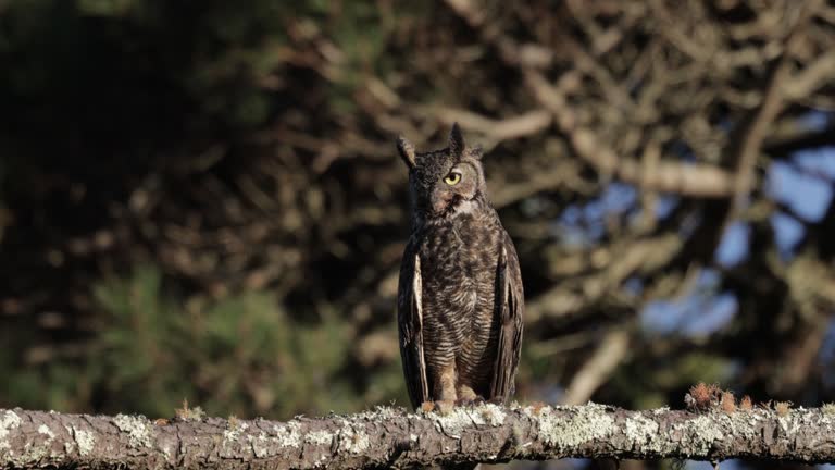 Great Horned Owl, Point Reyes, California