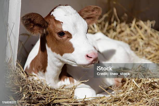 Vaca Foto de stock y más banco de imágenes de Agricultura - Agricultura, Animal, Animal joven