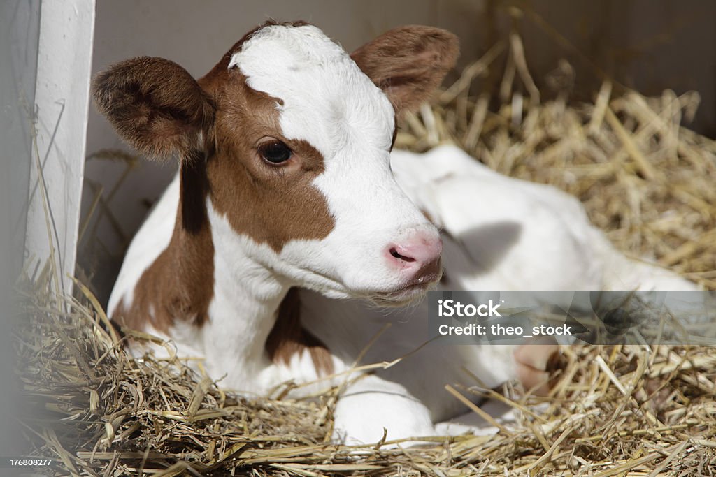 cow image of a jung cow Agriculture Stock Photo