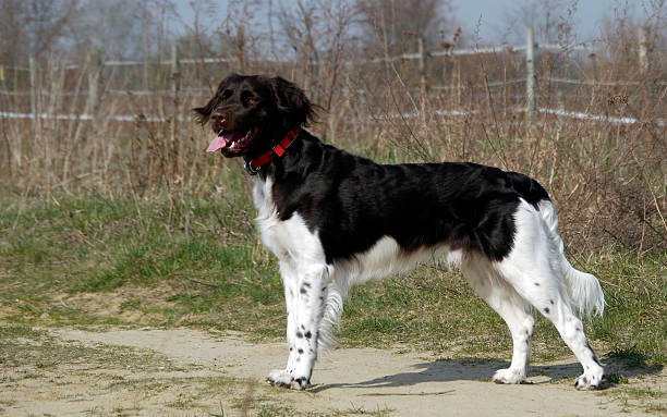 perro pequeño münsterländer kleiner - hundesport fotografías e imágenes de stock