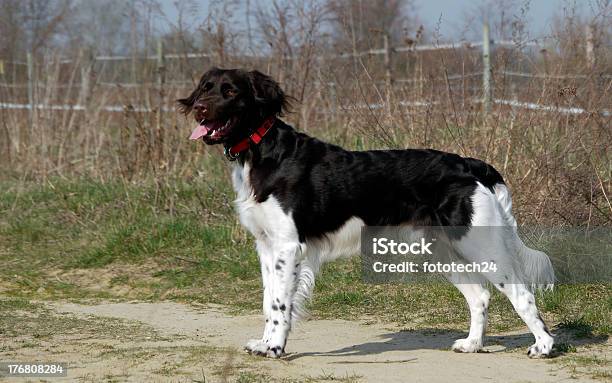 Foto de Cão Pequeno Kleiner Münsterländer e mais fotos de stock de Pequeno - Pequeno, Animais caçando, Animal