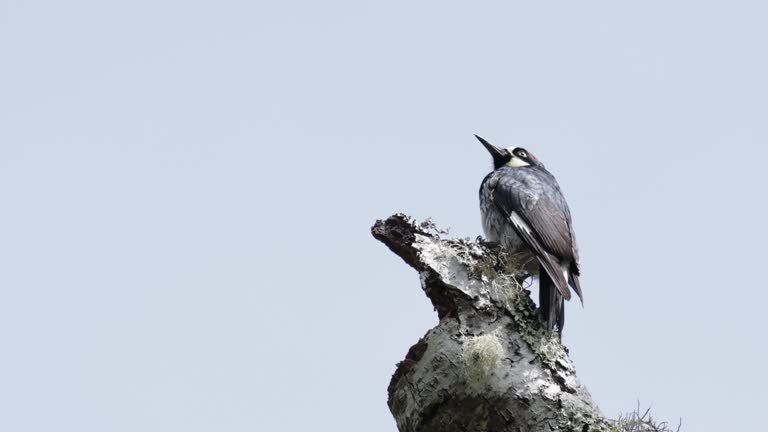 Acorn Woodpecker, Arizona