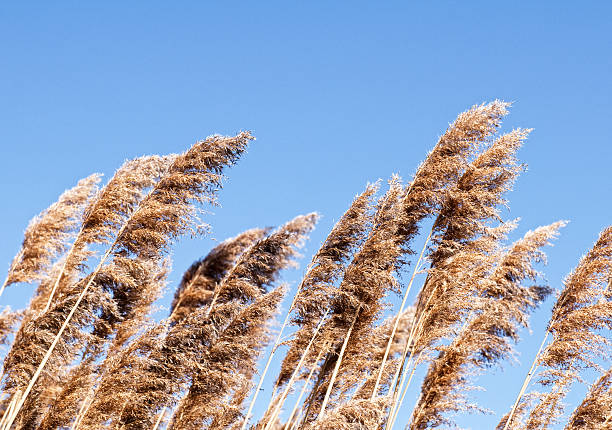 istock Spring Cat Tails in the Wind, Blue Sky 176808702