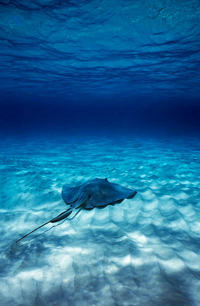istock Stingray swimming alone deep in the blue ocean 176808784