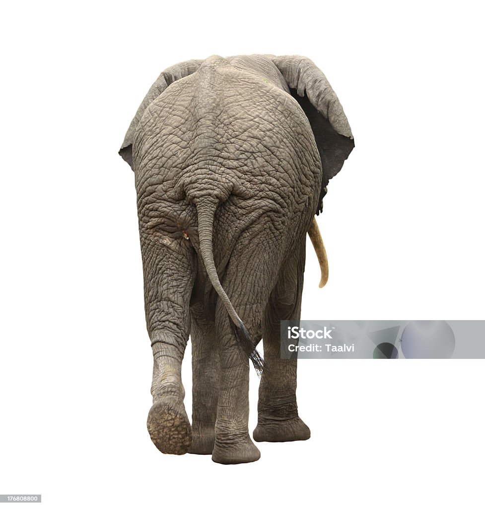 Elefante camminare distanza - Foto stock royalty-free di Elefante