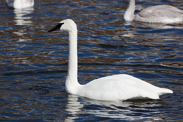 istock Bugler, Trumpeter, Swan, Cygnus buccinator 176809048