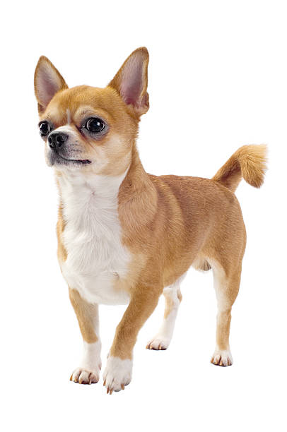 istock Red Chihuahua standing on white isolated 176809499