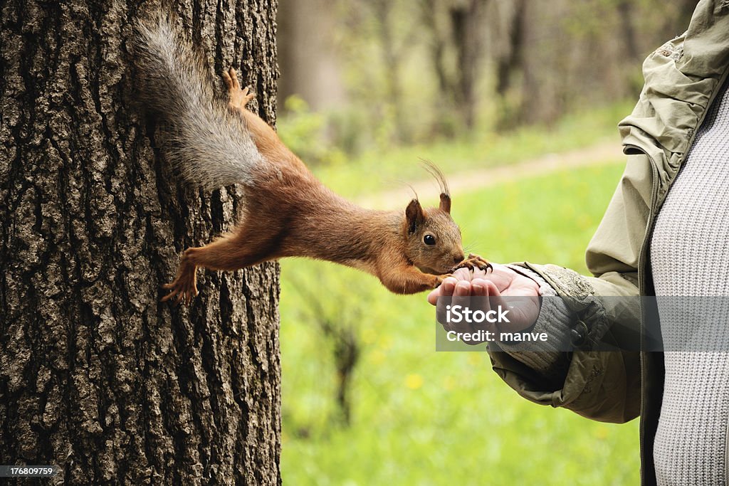 O Esquilo tamed come de Mãos - Royalty-free Domesticado Foto de stock