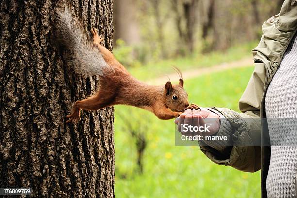 O Esquilo Tamed Come De Mãos - Fotografias de stock e mais imagens de Domesticado - Domesticado, Esquilo, Adulto