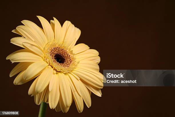 Bolfdsnf Breautiful - Fotografias de stock e mais imagens de Amarelo - Amarelo, Fundo Colorido, Gérbera