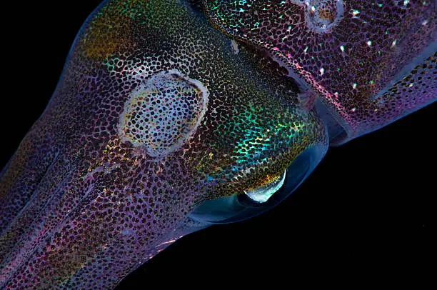 Reef squid close up detail of skin