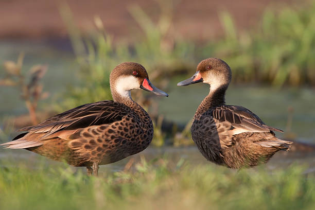 White-cheeked Pintail pair "White-cheeked Pintail (Anas bahamensis galapagensis), Galapagos subspecies, a mated male and female together by a small pond on Santa Cruz Island, Galapagos." white cheeked pintail duck stock pictures, royalty-free photos & images