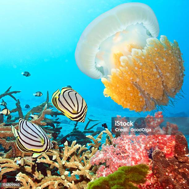 Butterflyfishes And Jellyfish Stock Photo - Download Image Now - Andaman Sea, Animal, Animals In The Wild