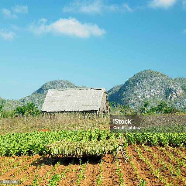 Tabak Harvest Stockfoto und mehr Bilder von Feld - Feld, Kuba, Tabakpflanze