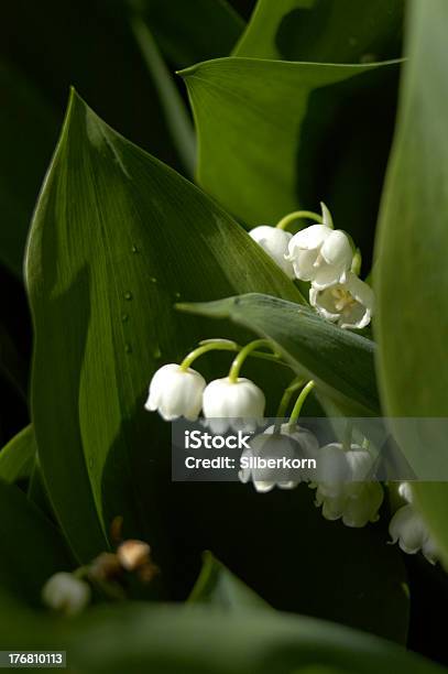 Lírio Do Vale - Fotografias de stock e mais imagens de Branco - Branco, Cabeça de Flor, Cor verde