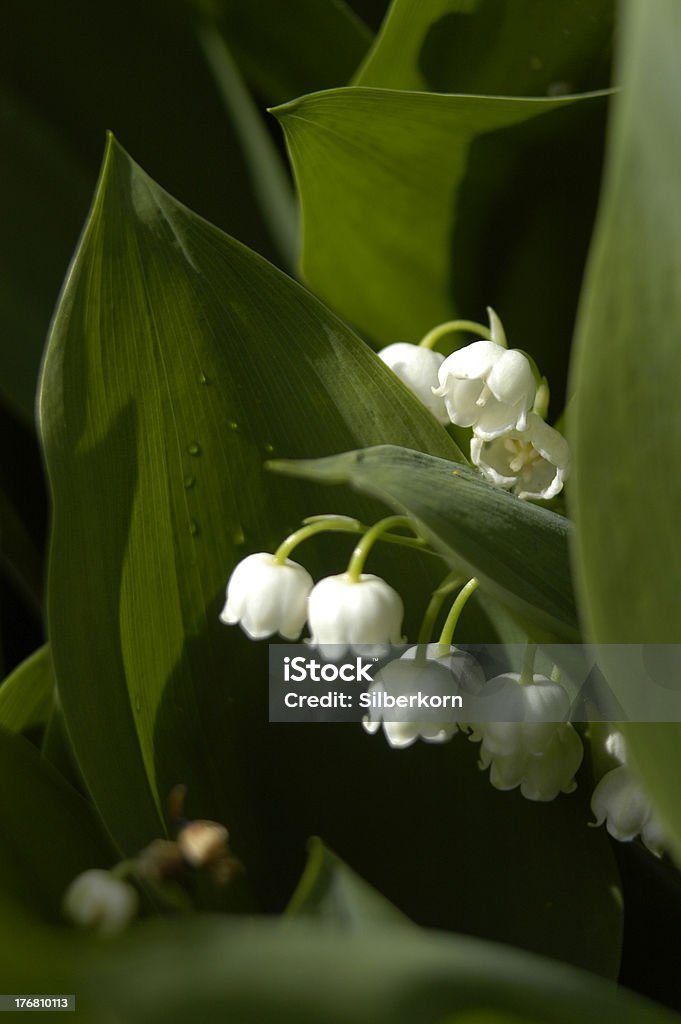 Lily of the valley - Стоковые фото Ароматический роялти-фри