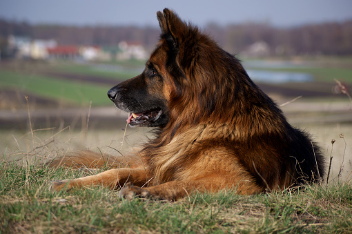 a closeup shot of the Leonberger face on the green ground