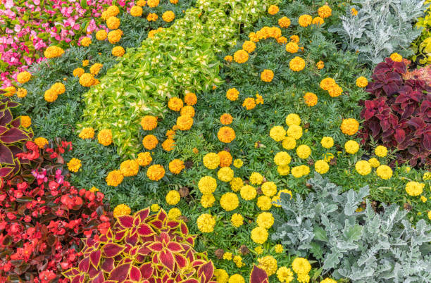 istock Multicolor blooming front garden. Outdoor summer gardening. Multi-colored flower bed in the park. Lots of beautiful summer flowers 1768102000