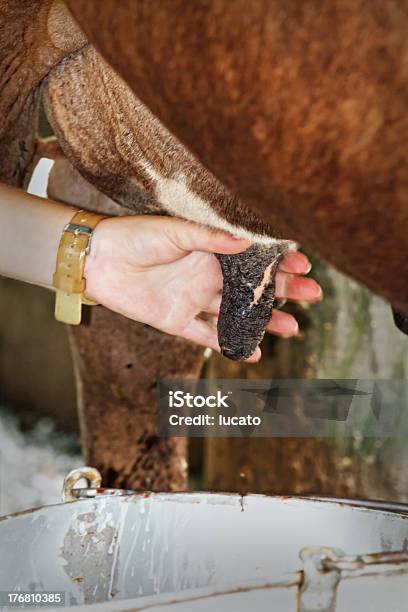 Mano De Lactancia Foto de stock y más banco de imágenes de Ganado cebú - Ganado cebú, Leche, Ordeñar