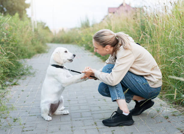 istock Puppy labrador retriever and young girl 1768105672