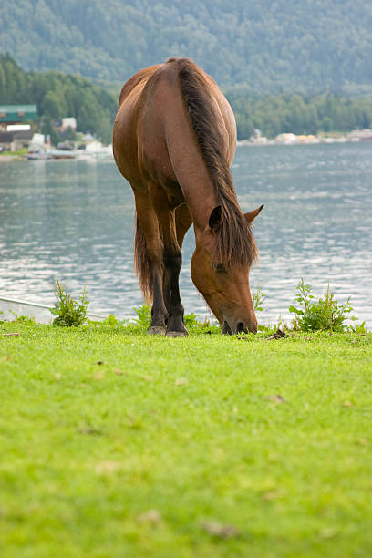 Brown horse is grazing in a pasture. stock photo