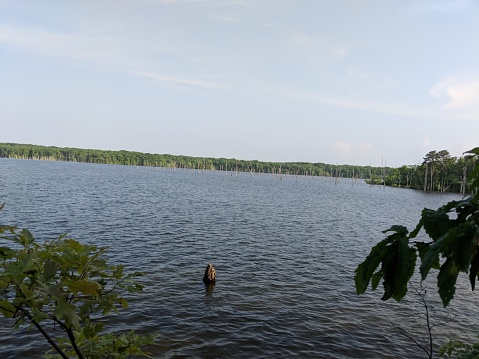 The Manasquan Reservoir is a public park located in the town of Manasquan in Monmouth County, New Jersey. It offers a variety of outdoor activities, and is a home to fish and other wildlife.