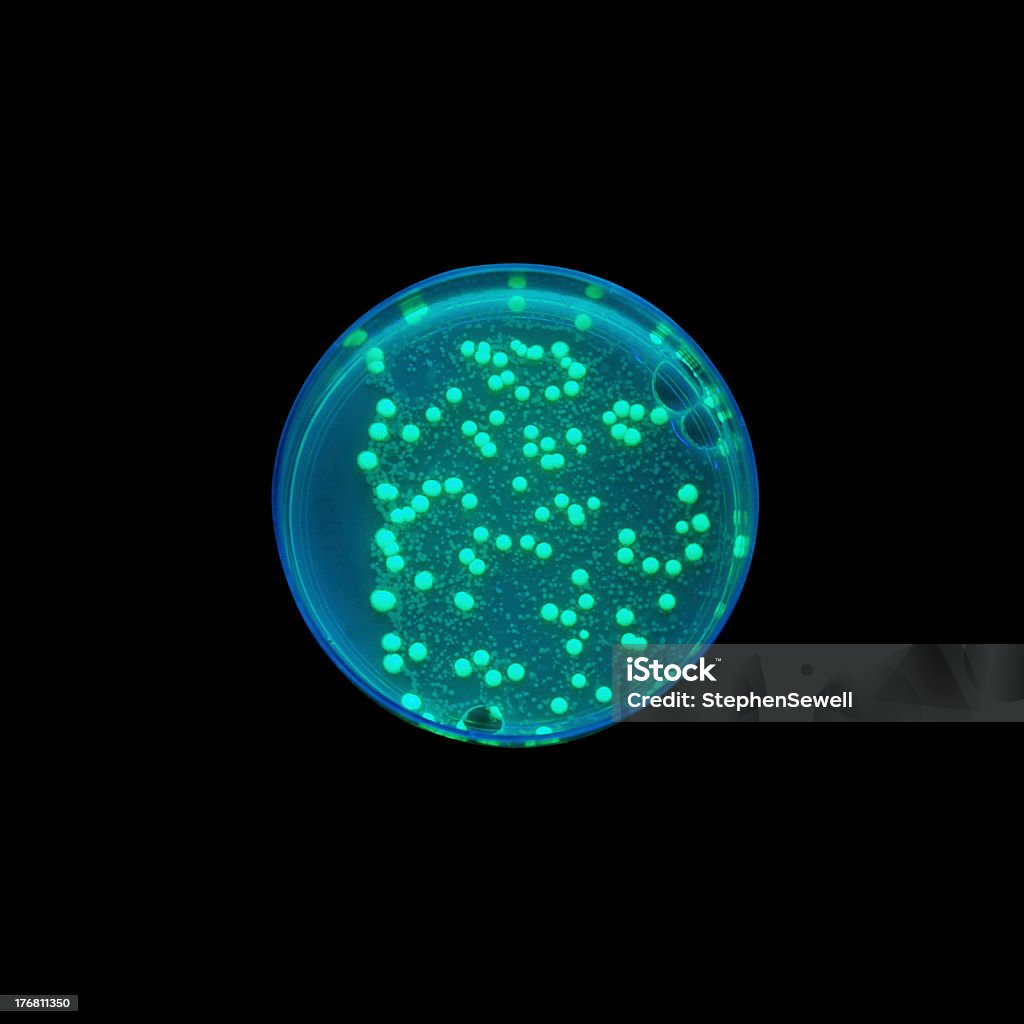 Batteri Raggiante in luce UV nella Piastra petri - Foto stock royalty-free di Batterio