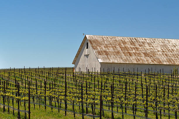 weiße scheune in traube vineyard - california napa valley vineyard farmhouse stock-fotos und bilder