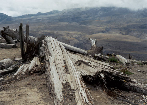 Uszkodzone drzewa na Mount St. Helens – zdjęcie