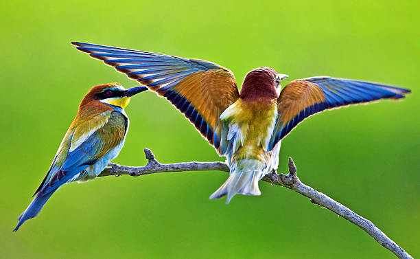 Europejskich bee-eaters – zdjęcie