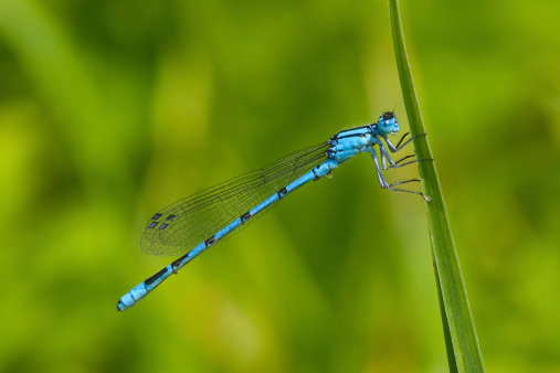 Enallagma cyathigerum Common Blue Damselfly Insect. Digitally Enhanced Photograph.