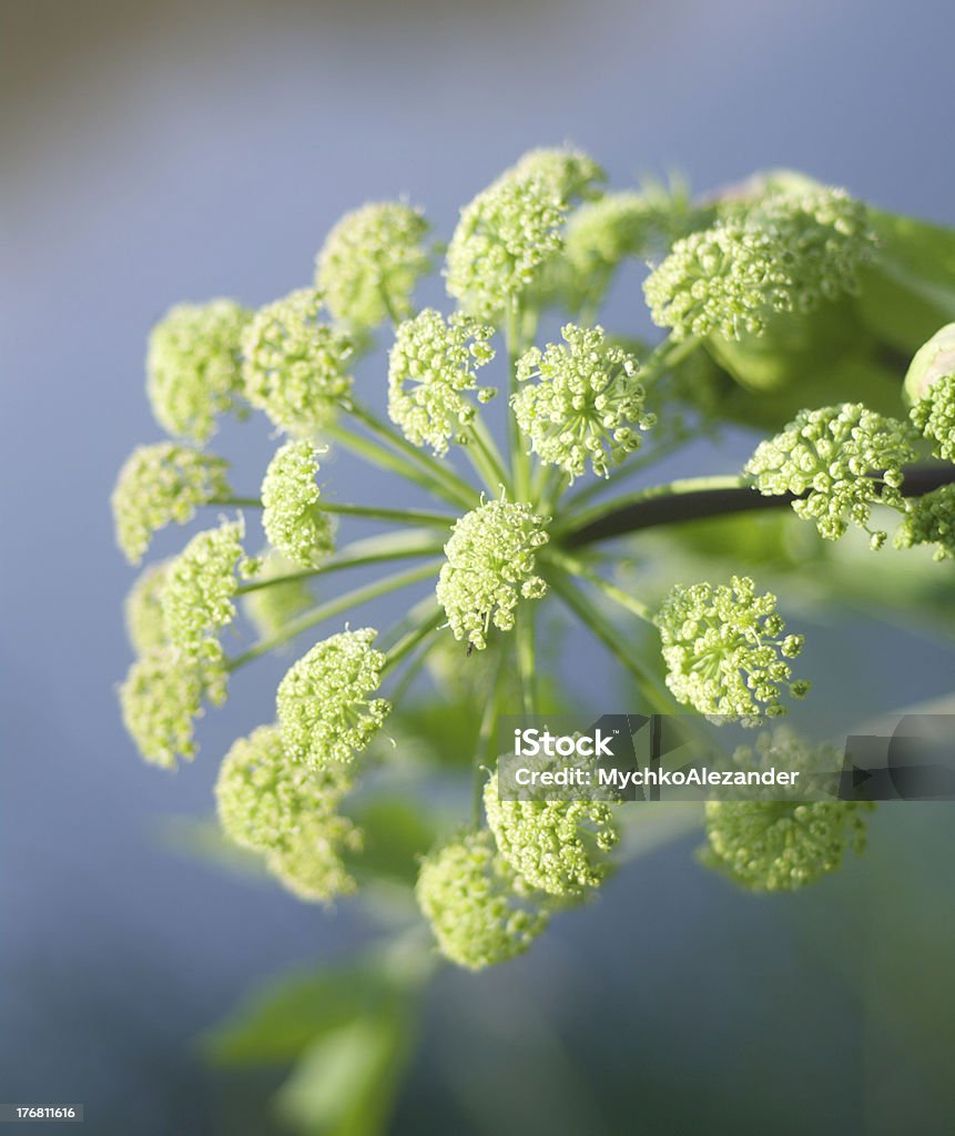 Angelica plano.  Close-up - Foto de stock de Angélica royalty-free