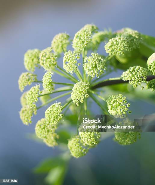 Foto de Angelica Plano Closeup e mais fotos de stock de Angélica - Angélica, Astrância, Cabeça da flor