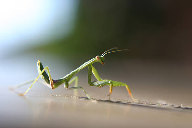 Praying Mantis stock photo