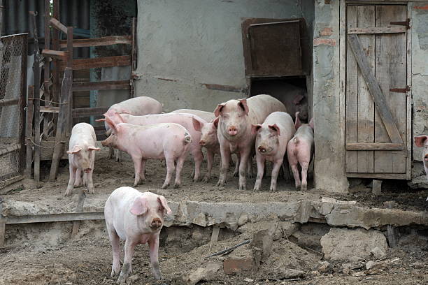 Cтоковое фото Свинок в ферма