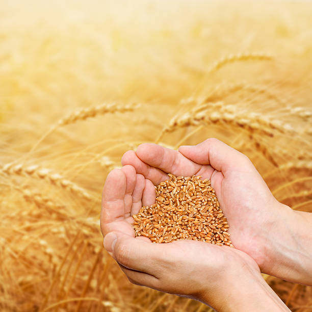 gold wheat
