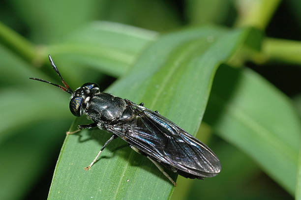 noir soldier fly - diptère photos et images de collection