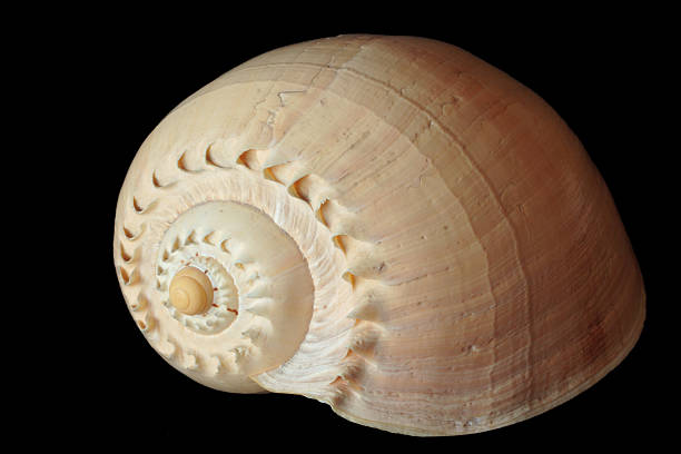 snail-shell 1 stock photo